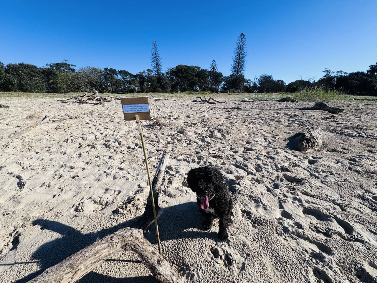BallinaNewsDaily_dog-signs